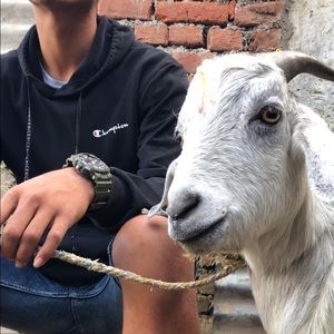 Meet your Posher, Peter